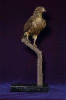 鳳頭蒼鷹藏品圖，第4張